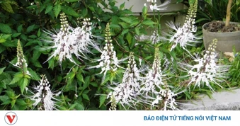 Cây thuốc thanh nhiệt, bổ thận dưỡng gan mọc khắp vườn lại hay bị nhầm là cỏ dại