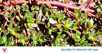 Cây thuốc trường thọ không trồng vẫn mọc khắp vườn, ăn vào mát lành, bổ đủ đường