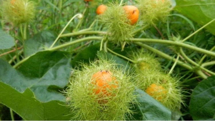 Cây thuốc tự nhiên giúp ngủ ngon, giảm căng thẳng và ổn định huyết áp Cây thuốc tự nhiên giúp ngủ ngon, giảm căng thẳng và ổn định huyết áp