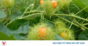 Cây thuốc tự nhiên giúp ngủ ngon, giảm căng thẳng và ổn định huyết áp