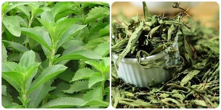 Cây thuốc Việt ngọt như đường, siêu lành mạnh lại bổ dưỡng ngang nhân sâm tổ yến Cây thuốc Việt ngọt như đường, siêu lành mạnh lại bổ dưỡng ngang nhân sâm tổ yến