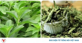 Cây thuốc Việt ngọt như đường, siêu lành mạnh lại bổ dưỡng ngang nhân sâm tổ yến