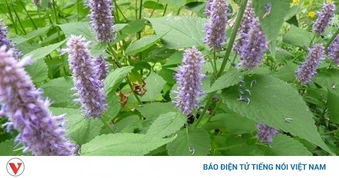 Cây thuốc Việt thơm nức mũi, biết sử dụng da đẹp, dáng xinh, cơ thể khỏe mạnh