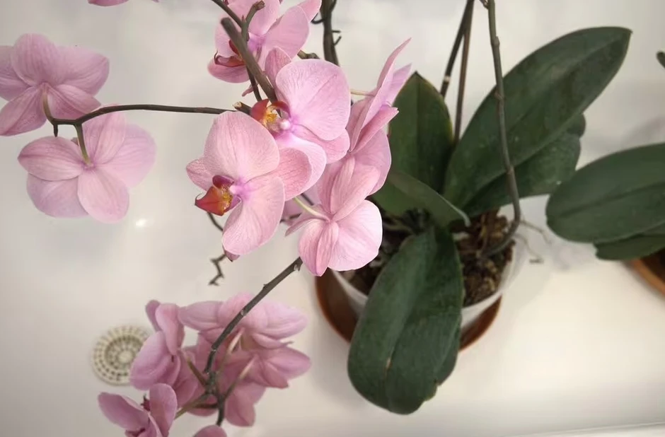 Cây trồng trong nhà "rất thích" được bón thứ này vào mùa xuân - không phải cà phê Cây trồng trong nhà "rất thích" được bón thứ này vào mùa xuân - không phải cà phê