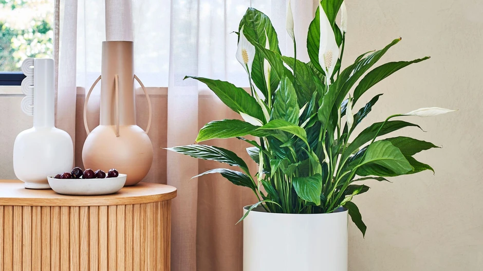 Cây trồng trong nhà "rất thích" được bón thứ này vào mùa xuân - không phải cà phê Cây trồng trong nhà "rất thích" được bón thứ này vào mùa xuân - không phải cà phê