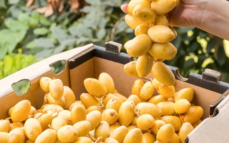 Chà là - “siêu quả” ngọt tự nhiên và những lợi ích sức khỏe ít người biết Chà là - “siêu quả” ngọt tự nhiên và những lợi ích sức khỏe ít người biết
