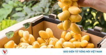 Chà là - “siêu quả” ngọt tự nhiên và những lợi ích sức khỏe ít người biết