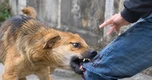 Chó dại cắn bốn người, Đắk Lắk khẩn cấp khoanh vùng ổ dịch