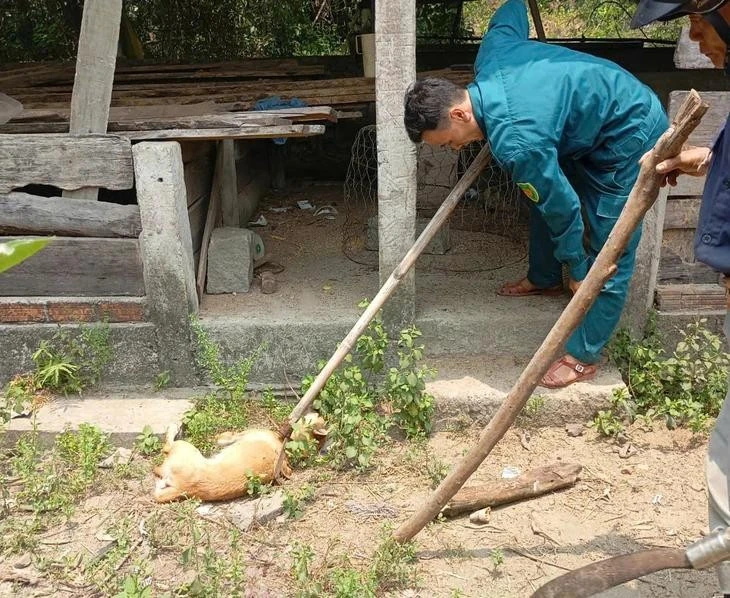 Chó 'điên' cắn 4 người ở Quảng Ngãi dương tính vi rút dại