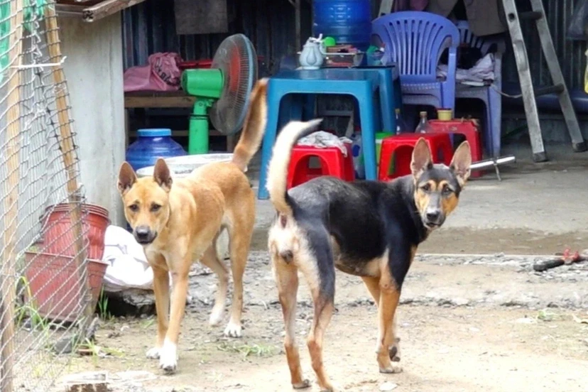 Chó mắc bệnh dại cắn 12 người ở Đồng Nai Chó mắc bệnh dại cắn 12 người ở Đồng Nai