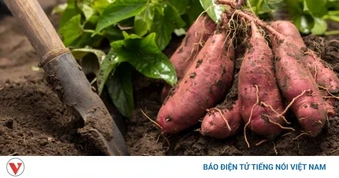 Chợ Việt có thứ củ giá rẻ bèo, ngọt bùi tự nhiên, ăn mỗi ngày sống khỏe thọ lâu