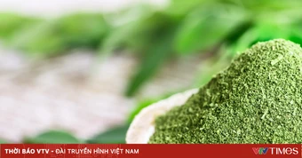 Chùm ngây: "Siêu thực phẩm" hay chỉ là trào lưu?