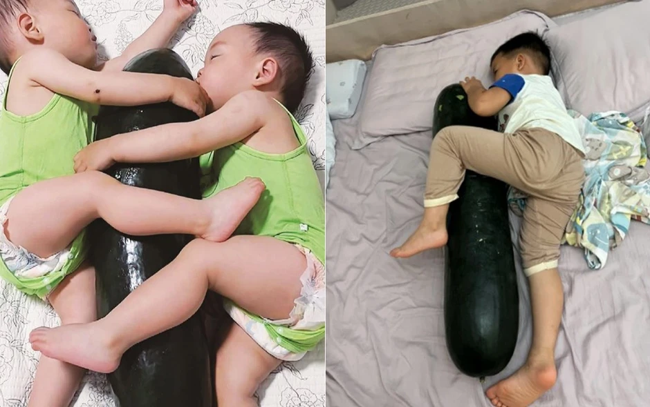 Chuyên gia cảnh báo hiểm họa biến bí đao thành gối ôm làm mát Chuyên gia cảnh báo hiểm họa biến bí đao thành gối ôm làm mát