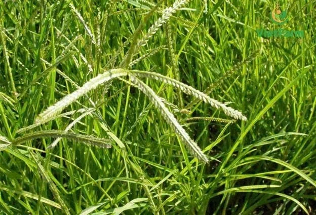 Cỏ mần trầu: Thảo dược dân dã nhưng công dụng bất ngờ với sức khỏe