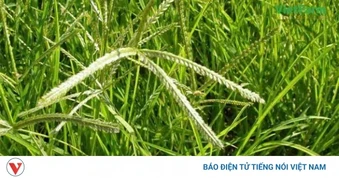 Cỏ mần trầu: Thảo dược dân dã nhưng công dụng bất ngờ với sức khỏe