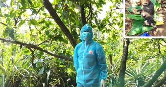 Con chó đốm nghi mắc bệnh dại, liên tiếp cắn 5 người gần bãi biển