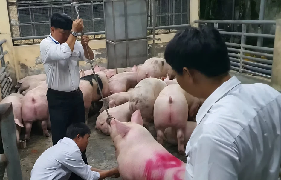 Công an TPHCM đề nghị chuyển hồ sơ vi phạm an toàn thực phẩm sang điều tra Công an TPHCM đề nghị chuyển hồ sơ vi phạm an toàn thực phẩm sang điều tra