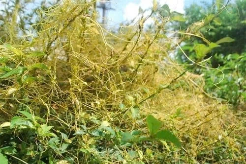 Công dụng bất ngờ của dây tơ hồng vàng đối với sức khỏe nam giới Công dụng bất ngờ của dây tơ hồng vàng đối với sức khỏe nam giới