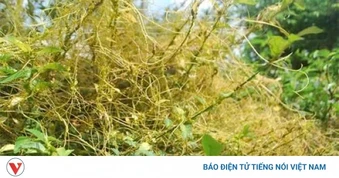 Công dụng bất ngờ của dây tơ hồng vàng đối với sức khỏe nam giới