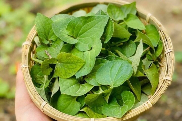 Công thức hỗ trợ gan giải độc bằng rau diếp cá và chanh Công thức hỗ trợ gan giải độc bằng rau diếp cá và chanh