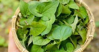 Công thức hỗ trợ gan giải độc bằng rau diếp cá và chanh