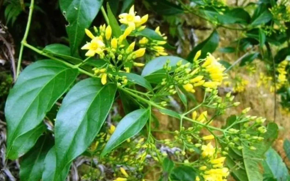 Cứu sống bệnh nhân ngộ độc lá ngón ngừng tim Cứu sống bệnh nhân ngộ độc lá ngón ngừng tim