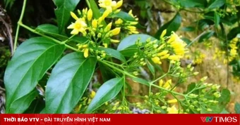 Cứu sống bệnh nhân ngộ độc lá ngón ngừng tim