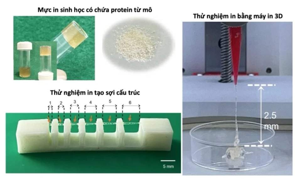 Da người được 'in' trong phòng thí nghiệm Việt Nam Da người được 'in' trong phòng thí nghiệm Việt Nam
