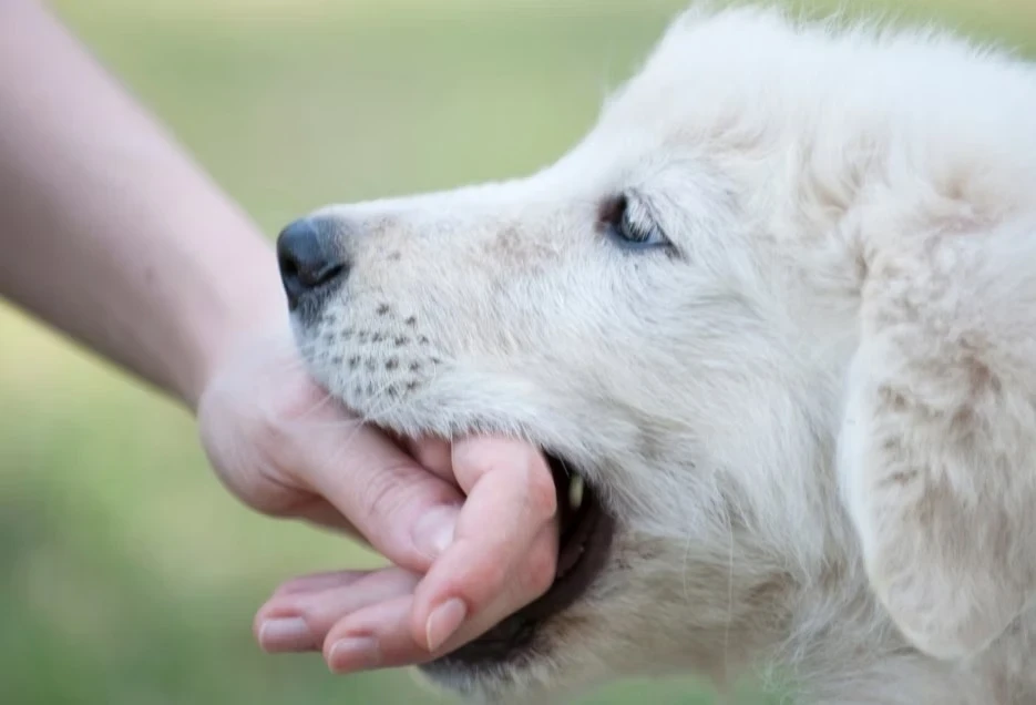 Đã tiêm vaccine phòng dại có cần tiêm lại nếu bị chó cắn? Đã tiêm vaccine phòng dại có cần tiêm lại nếu bị chó cắn?