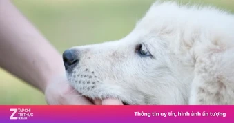 Đã tiêm vaccine phòng dại có cần tiêm lại nếu bị chó cắn?