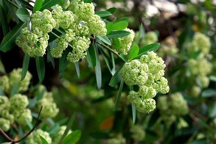 Dân mạng gọi sống cạnh cây hoa sữa là 'thử thách sinh tồn', khoe đủ cách đối phó Dân mạng gọi sống cạnh cây hoa sữa là 'thử thách sinh tồn', khoe đủ cách đối phó