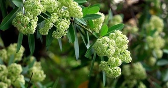 Dân mạng gọi sống cạnh cây hoa sữa là 'thử thách sinh tồn', khoe đủ cách đối phó