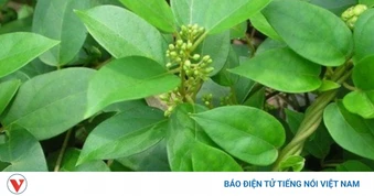 Dây thìa canh giúp bổ tim, nuôi dưỡng sức khoẻ cực tốt ở Việt Nam cũng có