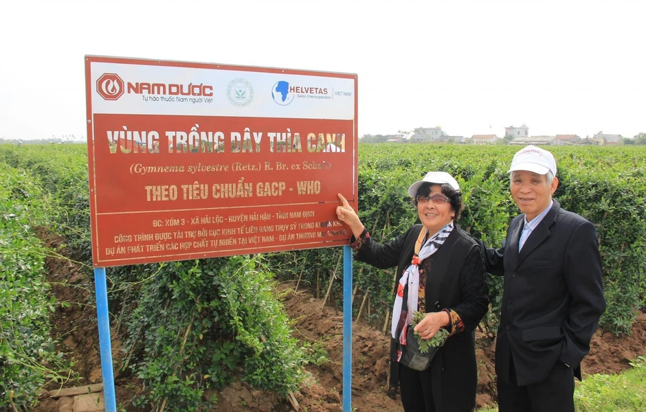 Dây thìa canh và bước tiến khoa học trong kiểm soát đường huyết: Từ y học cổ truyền đến bằng chứng hiện đại Dây thìa canh và bước tiến khoa học trong kiểm soát đường huyết: Từ y học cổ truyền đến bằng chứng hiện đại