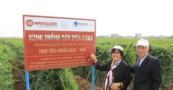 Dây thìa canh và bước tiến khoa học trong kiểm soát đường huyết: Từ y học cổ truyền đến bằng chứng hiện đại