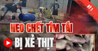 Điều tra: Thịt bẩn luồn lách đến bữa ăn - Kỳ 1: Heo chết tím tái bị xẻ thịt