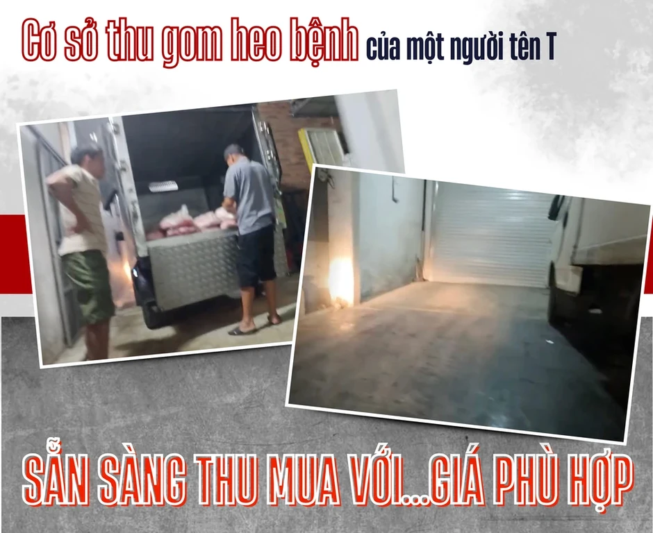 Điều tra: Thịt bẩn luồn lách đến bữa ăn - Kỳ 2: Đường đi của xe chở thịt heo chết lúc rạng sáng Điều tra: Thịt bẩn luồn lách đến bữa ăn - Kỳ 2: Đường đi của xe chở thịt heo chết lúc rạng sáng