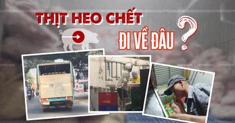 Điều tra: Thịt bẩn luồn lách đến bữa ăn - Kỳ 2: Đường đi của xe chở thịt heo chết lúc rạng sáng