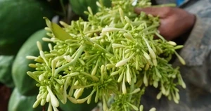 Đồ ăn này gây hại mạch máu hơn cả đường và muối, WHO đưa vào "danh sách đen", nhiều người Việt vẫn ăn mỗi ngày Đồ ăn này gây hại mạch máu hơn cả đường và muối, WHO đưa vào "danh sách đen", nhiều người Việt vẫn ăn mỗi ngày