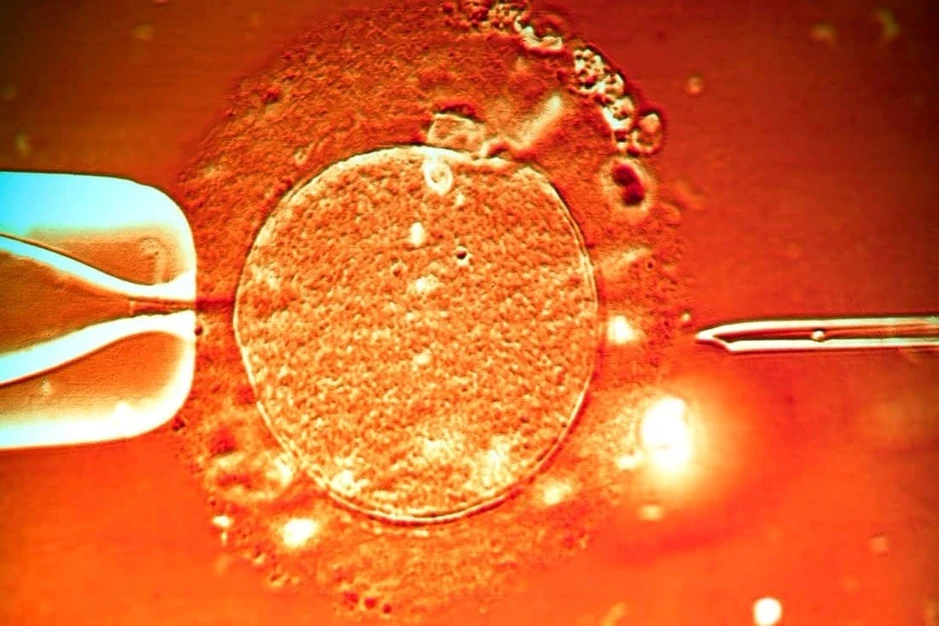 Đột phá mới: IVF có thể thực hiện ngay trong cơ thể người mẹ Đột phá mới: IVF có thể thực hiện ngay trong cơ thể người mẹ