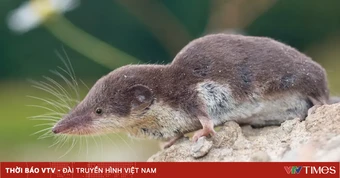 Đức ghi nhận ca nhiễm virus hiếm gặp lây từ chuột chù, đặc biệt nguy hiểm