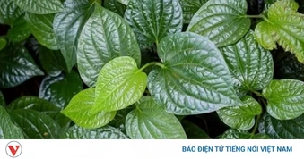 Dùng lá lốt hỗ trợ điều trị bệnh trĩ: Đơn giản, rẻ tiền nhưng có hiệu quả?
