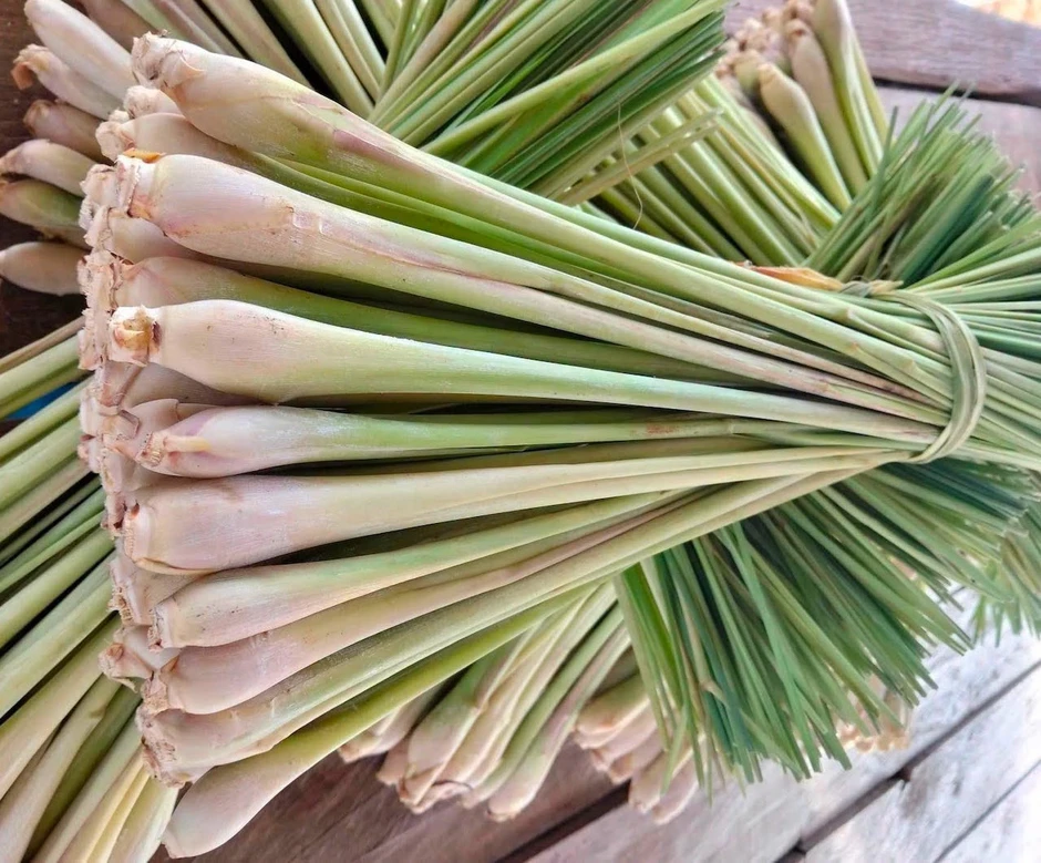 Dùng sả hằng ngày mang lại nhiều lợi ích nhưng 3 nhóm người cần hạn chế Dùng sả hằng ngày mang lại nhiều lợi ích nhưng 3 nhóm người cần hạn chế