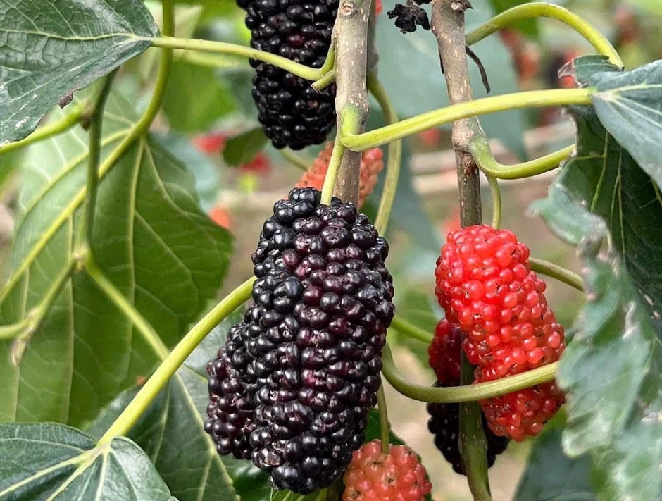 Hai loại cây quen thuộc nên sử dụng trong mùa thu Hai loại cây quen thuộc nên sử dụng trong mùa thu