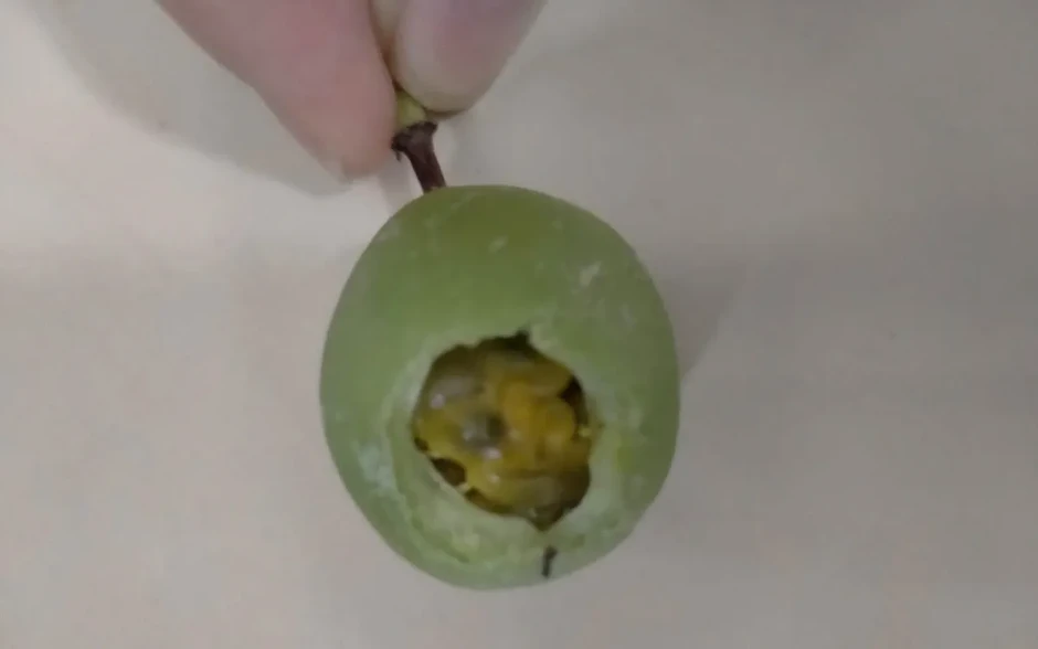 Hai trẻ hôn mê sau khi ăn chanh dây rừng còn xanh Hai trẻ hôn mê sau khi ăn chanh dây rừng còn xanh