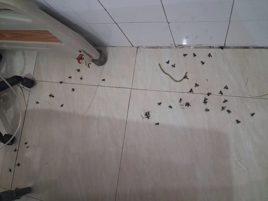 Hai vợ chồng bị ong tấn công, bác sĩ gỡ 49 con ong trên đầu người vợ