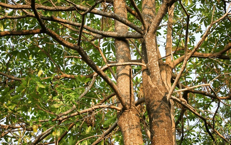 Hầu hết chúng ta không biết điều quý giá này của cây hoa sữa Hầu hết chúng ta không biết điều quý giá này của cây hoa sữa
