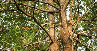 Hầu hết chúng ta không biết điều quý giá này của cây hoa sữa