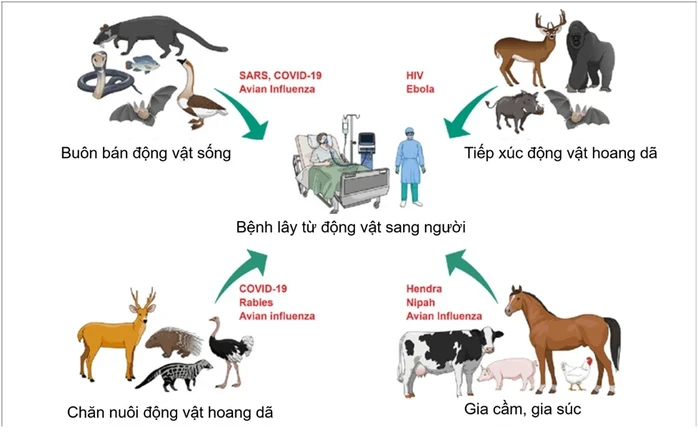 HCDC và ngành thú y TPHCM tăng cường phối hợp dữ liệu phòng bệnh lây từ động vật