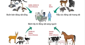 HCDC và ngành thú y TPHCM tăng cường phối hợp dữ liệu phòng bệnh lây từ động vật